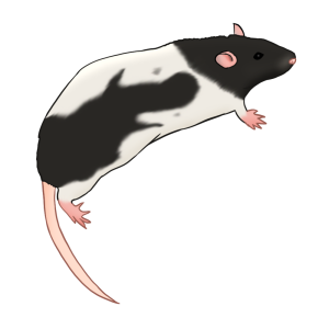 Remy.png
